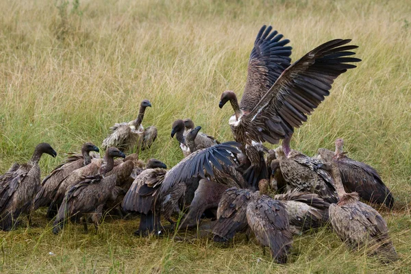 Las aves depredadoras comen la presa —  Fotos de Stock