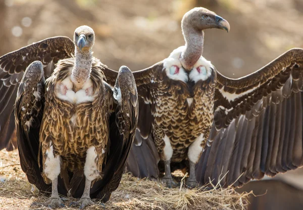 Vultures sitting on the ground — Stock Photo, Image