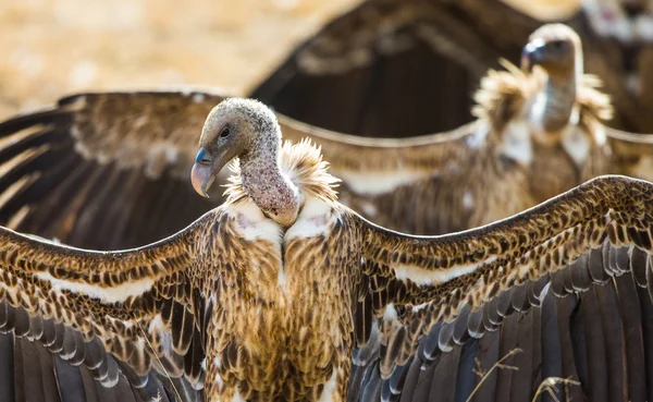 Portrait of african vultures — Stock Photo, Image