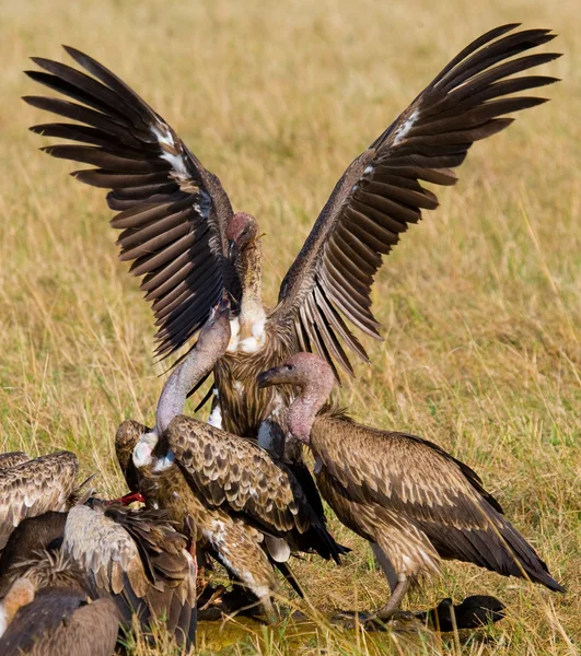 Predatory birds eat the prey