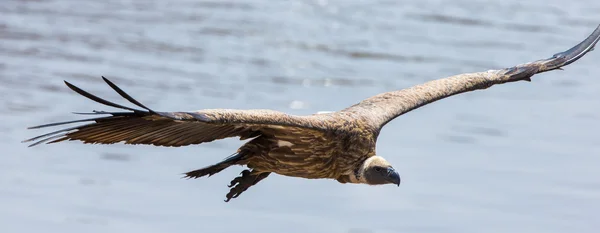 Predatory bird  in flight — Stock Photo, Image