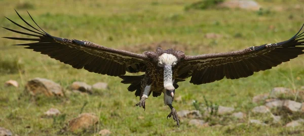 Predatory bird  in flight — Stock Photo, Image