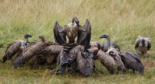 Las aves depredadoras comen la presa — Foto de Stock