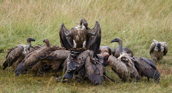 Predatory birds eat the prey