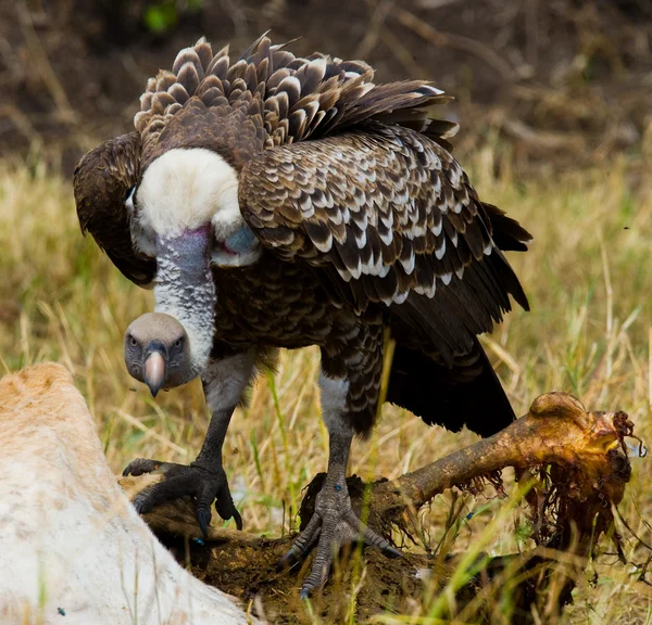Pájaro depredador se está comiendo a la presa — Foto de Stock