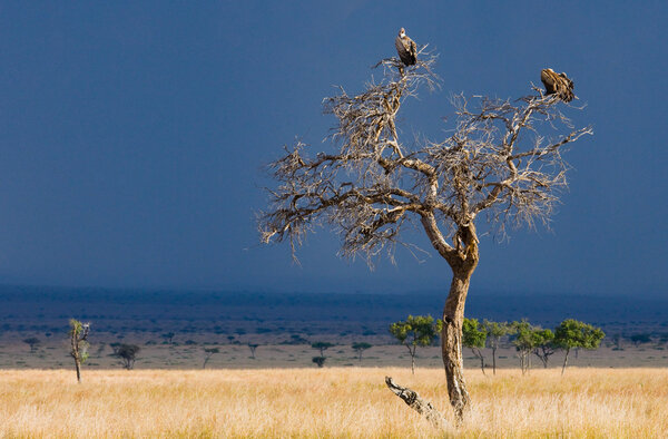 Predatory African birds 