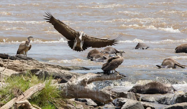 Predatory birds eating prey by the river