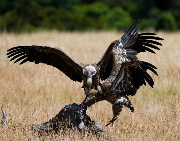 Predatory birds eat the prey — Stock Photo, Image