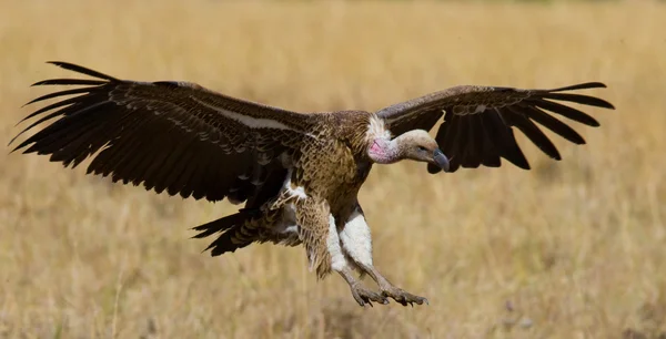 Stock image Predatory bird  in flight