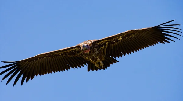 Predatory bird flies to prey — Stock Photo, Image