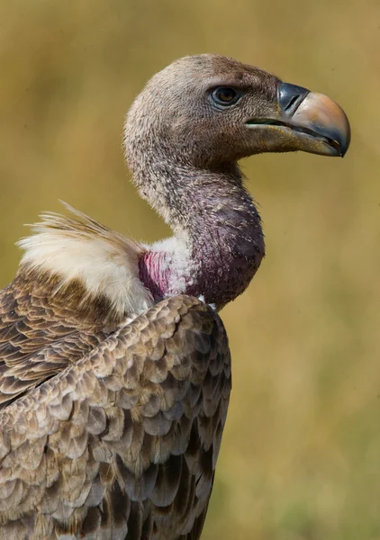 Porträtt av afrikanska gam — Stockfoto