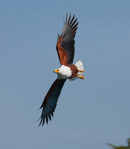 Poisson africain Aigle chasse — Photo