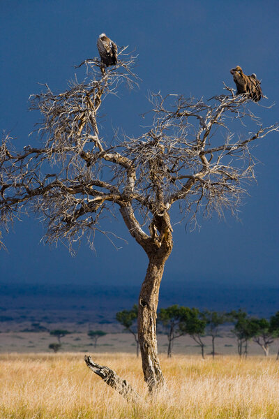 Predatory African birds 