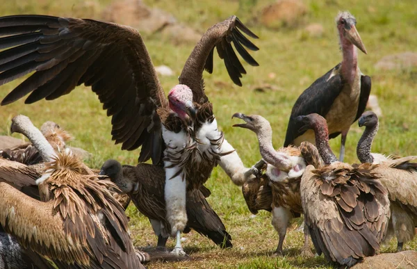 Las aves depredadoras luchan por su presa — Foto de Stock