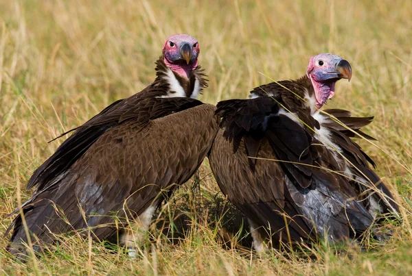 Retrato de abutres africanos — Fotografia de Stock