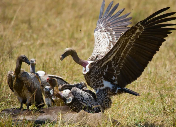 शिकारी पक्षी शिकार खाते हैं — स्टॉक फ़ोटो, इमेज