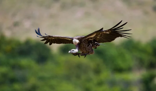 Predatory bird  in flight — Stock Photo, Image