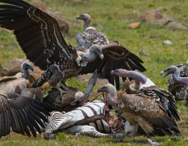 Predatory birds eat the prey — Stock Photo, Image