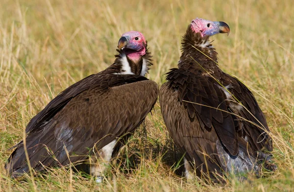 Porträtt av afrikanska gamar — Stockfoto