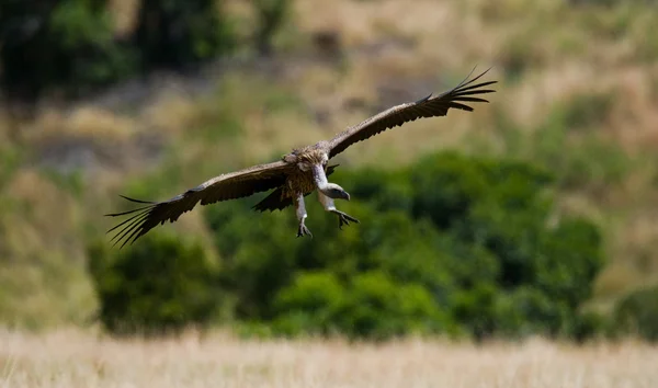 Roofzuchtige vogel in vlucht — Stockfoto