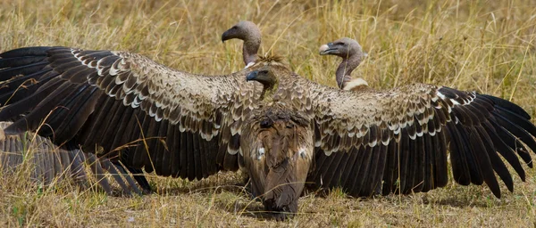 Vultures sitting on the ground — Stock Photo, Image