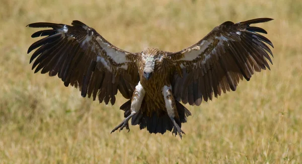 Roofzuchtige vogel in vlucht — Stockfoto