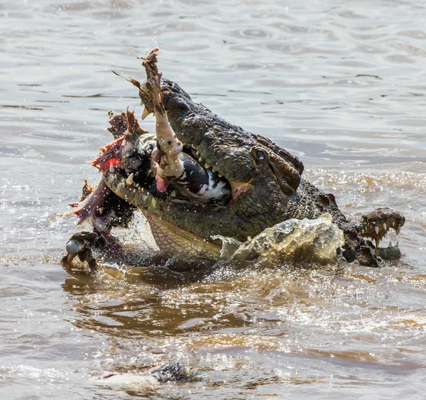 Krokodil frisst Gnu — Stockfoto