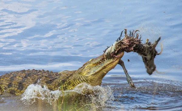 Krokodil eszik egy GNÚ — Stock Fotó