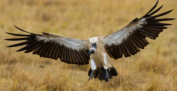 Roofzuchtige vogel in vlucht — Stockfoto