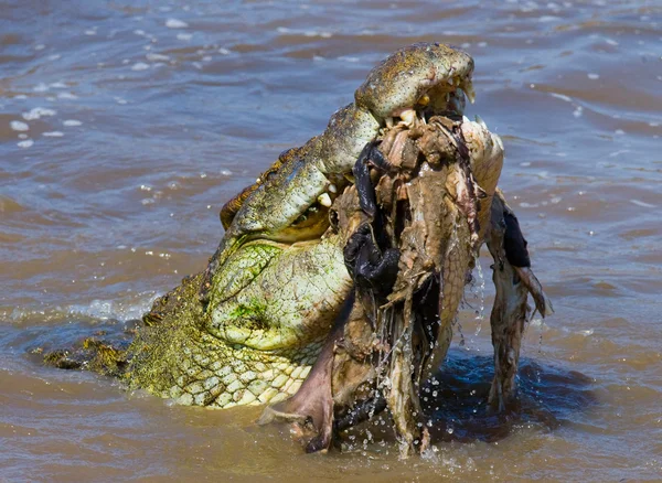 Krokodil eszik egy GNÚ — Stock Fotó
