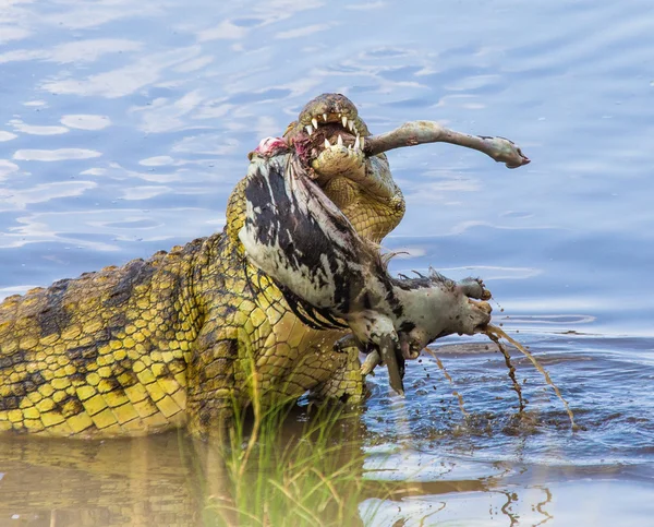 Krokodil frisst Gnu — Stockfoto