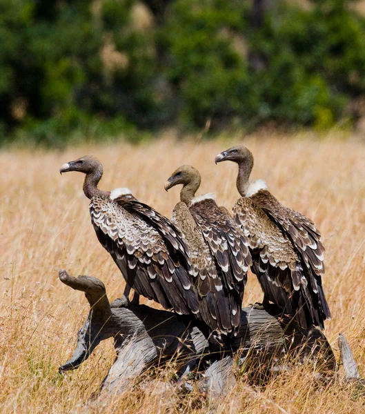 Aves africanas predatórias — Fotografia de Stock