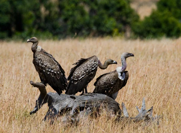 Aves africanas predatórias — Fotografia de Stock