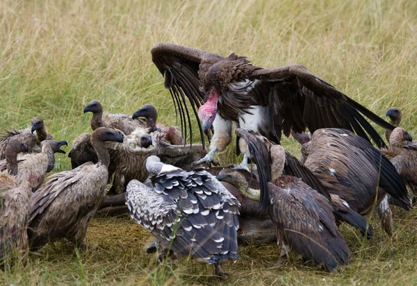 Predatory birds eat the prey — Stock Photo, Image