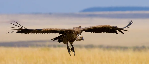 Aves predatórias em voo — Fotografia de Stock