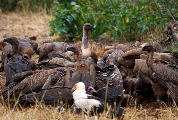 Aves predatórias comendo a presa — Fotografia de Stock