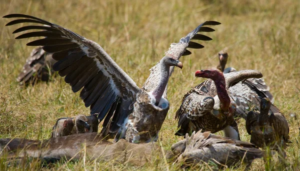 Aves predatórias comem a presa — Fotografia de Stock