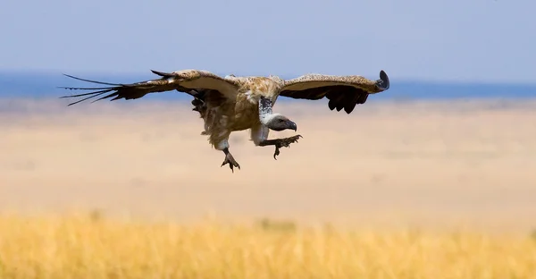 Roofzuchtige vogel in vlucht — Stockfoto