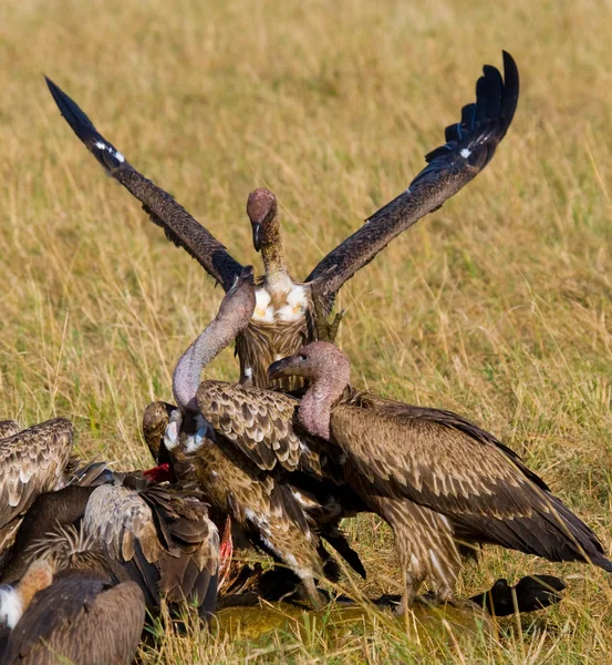 Roofzuchtige vogels eten de prooi — Stockfoto