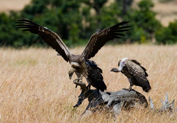 Predatory birds eat the prey — Stock Photo, Image