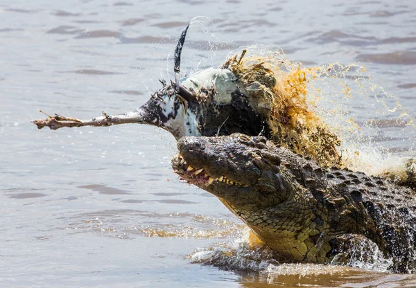 ワニがヌーを食べる — ストック写真