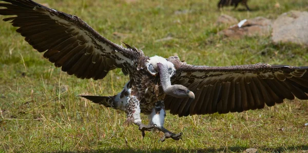 Underprissättning fågel i flykten — Stockfoto