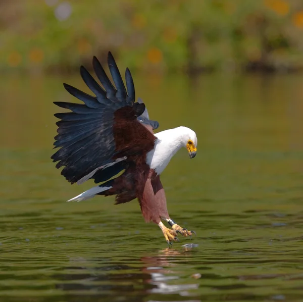 Afrikaanse zeearend jacht — Stockfoto