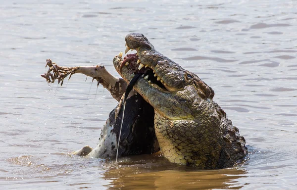 Crocodile eats a wildebeest — Stock Photo, Image