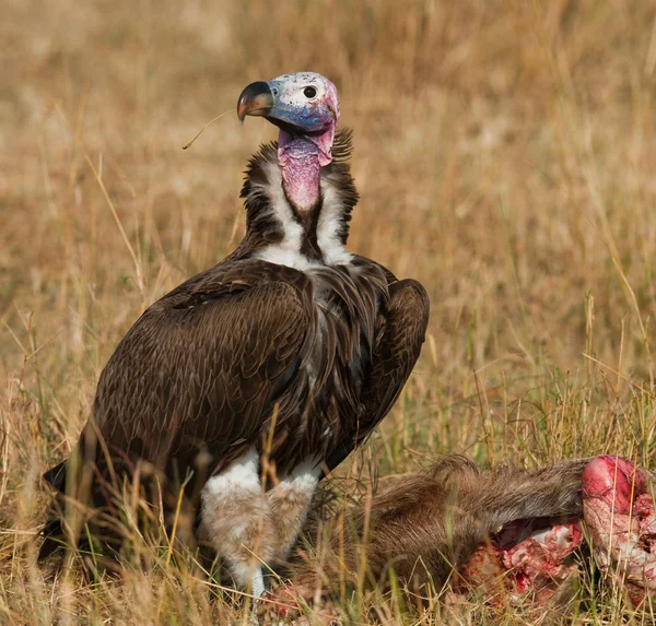 Yırtıcı Kuş av yiyor