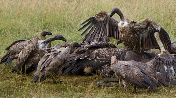 Хищные птицы едят добычу — стоковое фото