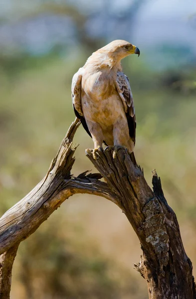 Pássaro africano predatório em uma árvore — Fotografia de Stock