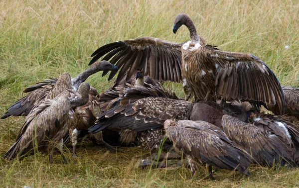Хищные птицы едят добычу — стоковое фото