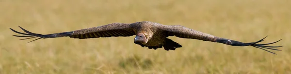 Underprissättning fågel i flykten — Stockfoto