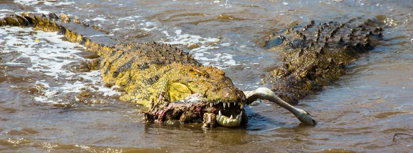 Crocodile eats a wildebeest — Stock Photo, Image